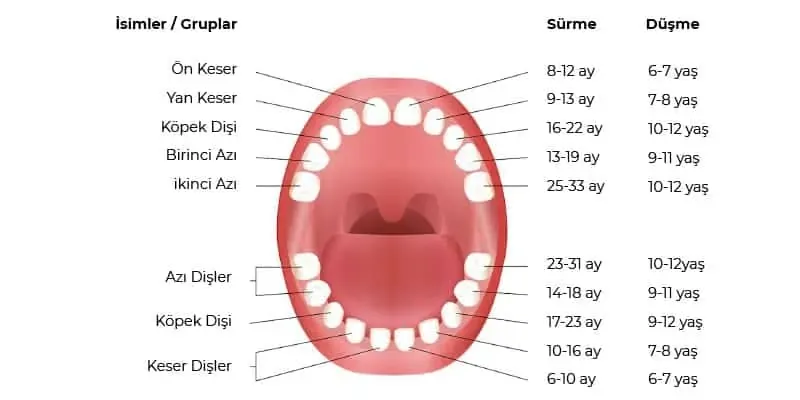 Bebeklerde Diş Çıkarma Tablosu: A’dan Z’ye Rehber